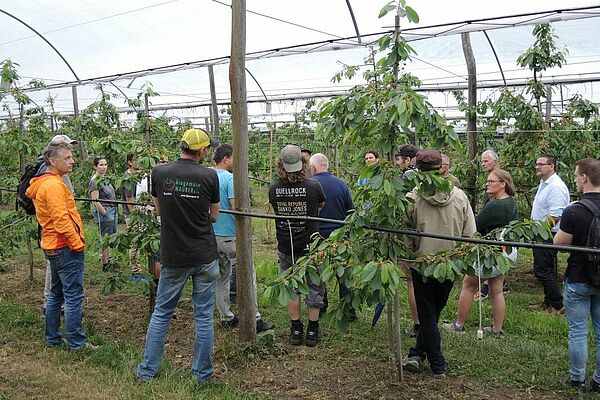 Gruppe von Personen zwischen Kirschbäumen in Versuchsanlage