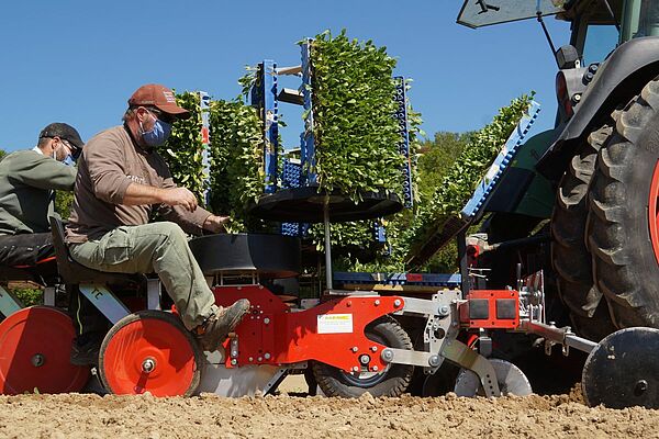 Deux hommes plantent des betteraves sucrières bio