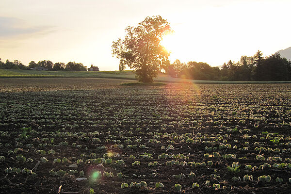 Junge Sojapflanzen im Sonnenaufgang