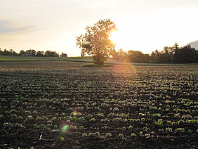 Junge Sojapflanzen im Sonnenaufgang