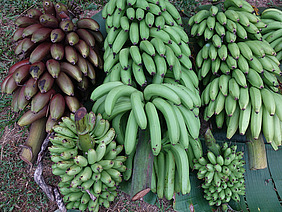Mehrere grüne und rötlich-braune Bananenstauden liegen auf großen Blättern am Boden.