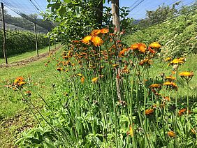 Ein Baumstreifen mit Blumen