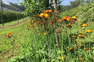 Ein Baumstreifen mit Blumen