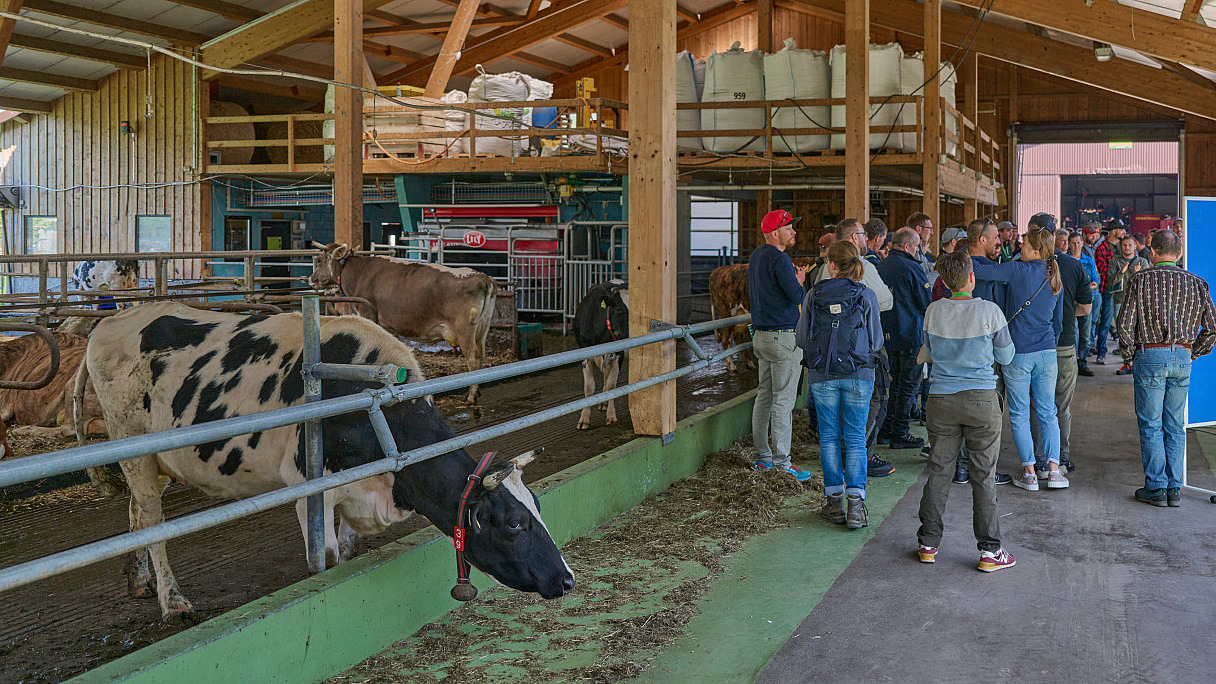 Un groupe de personnes dans une étable, avec une vache au premier plan.
