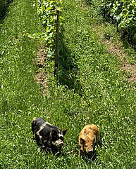 Zwei Kunekune-Schweine in Rebberg.
