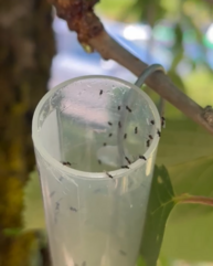Kleines längliches Plastikgefäss, welches in einem Baum hängt und in welchem kleine Schlupfwespen zu sehen sind.