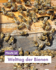Mehrere Bienen krabbeln auf einer Bienenwabe herum. In Lila steht "Heute ist Welttag der Bienen"