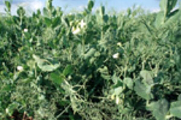 Erbsenpflanzen auf dem Feld