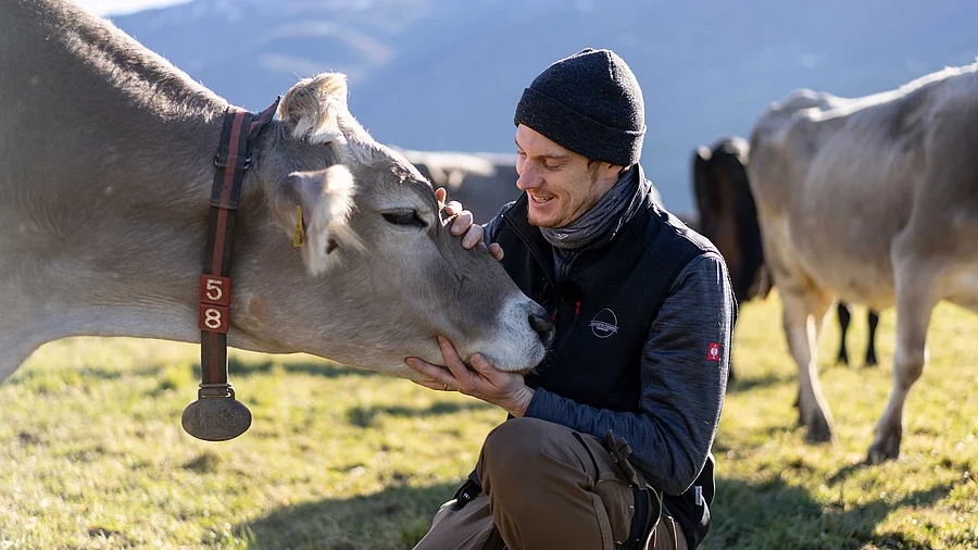 Mann kniet auf einer Weider vor einer Kuh.