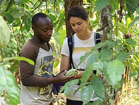 Zwei Personen untersuchen eine Kakaopflanze