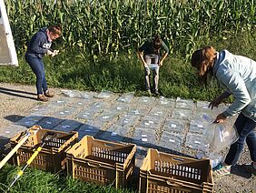 Three women stand on the ground next to a cornfield with about 40 plastic bags.