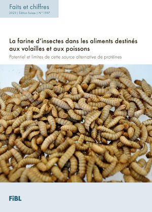 La farine d’insectes dans les aliments destinés aux volailles et aux poissons