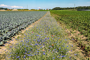 Flowering strips.