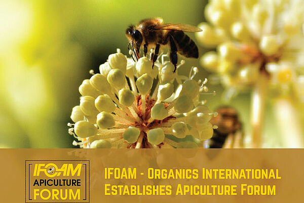 Biene auf Blüte und Ifoam Apiculture Forum Logo