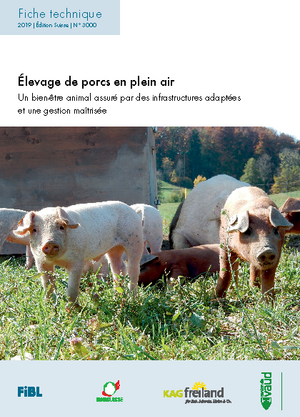 Élevage de porcs en plein air