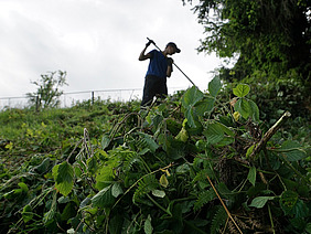 Eine Person in einem Feld, im Vordergrund Brombeergestrüpp.