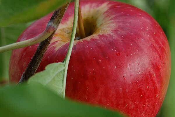  Gros plan sur une pomme.