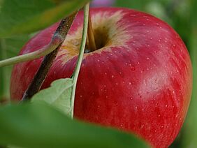  Gros plan sur une pomme.