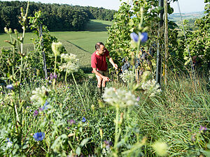 Weingut FiBL