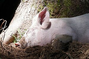 Ein Ferkel schläft am Fusse eines Baumes. Das Licht fällt genau auf sein Gesicht, was dem ganzen einen "heiligen" Eindruck verleiht.