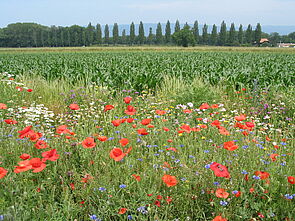 Blühende Buntbrache