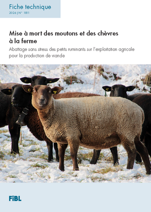 Mise à mort des moutons et des chèvres à la ferme