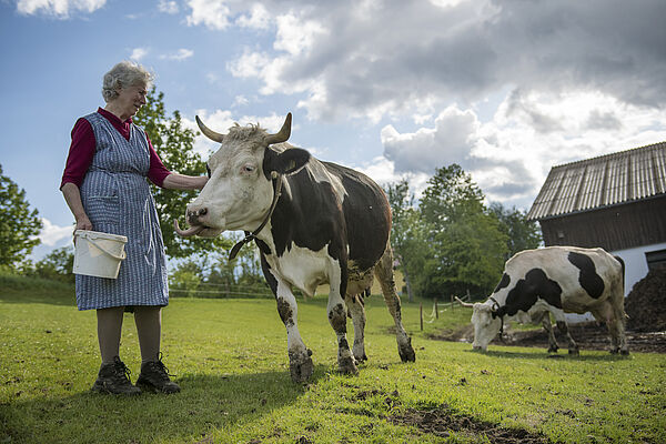 Kuh und Frau