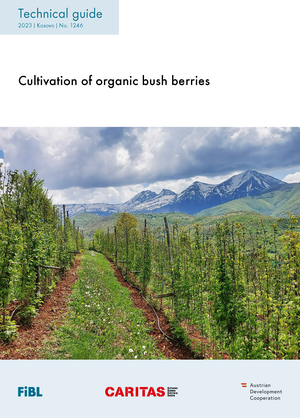 Cultivation of organic bush berries
