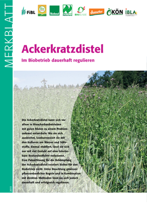 Ackerkratzdistel