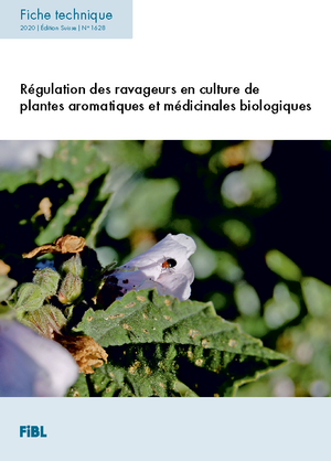 Régulation des ravageurs en culture de plantes aromatiques et médicinales biologiques