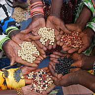 There are many hands of dark skin colour holding bambara groundnuts towards the middle. They are wearing colourful sleeves and the buts have different colours.