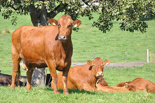 Kühe auf einer Wiese