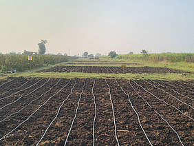 Tröpfchenbewässerungssystem auf Feldern.