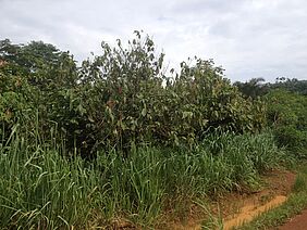 Abgestorbene Kakao-Pflanzen