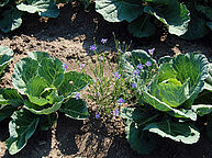 Companion plants in cabbage field