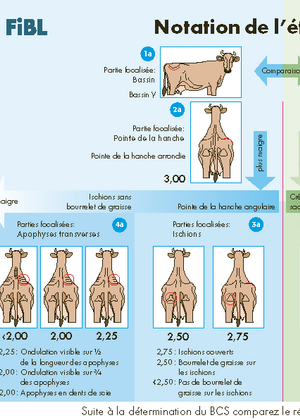 Notation de l’état corporel