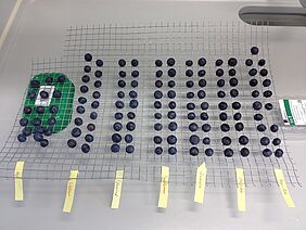 Die Abbildung zeigt ein Gitter, auf welchem Heidelbeeren in Reihen angeordnet sind. Die Reihen sind mit den verschiedenen Behandlungen beschriftet.
