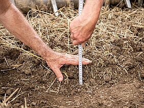 Le travail réduit du sol est limité à 10 cm de profondeur.
