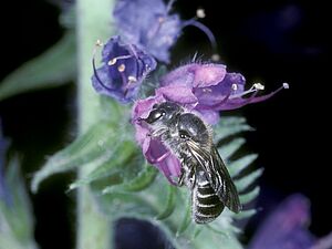 Biene auf Blüte