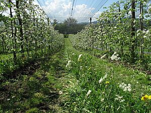 Streifen mit blühenden Pflanzen in Plantage mit blühenden Obstbäumen