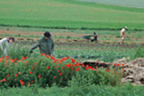Menschen bei der Arbeit auf dem Feld