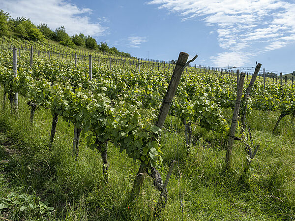 Vignes