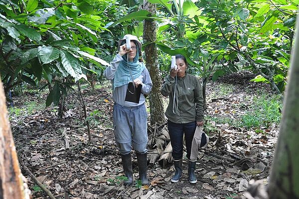 Two researchers on an agroforestry plantation