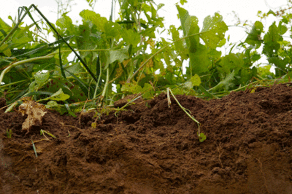The profile of the soil