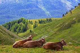 Cattle on a pasture