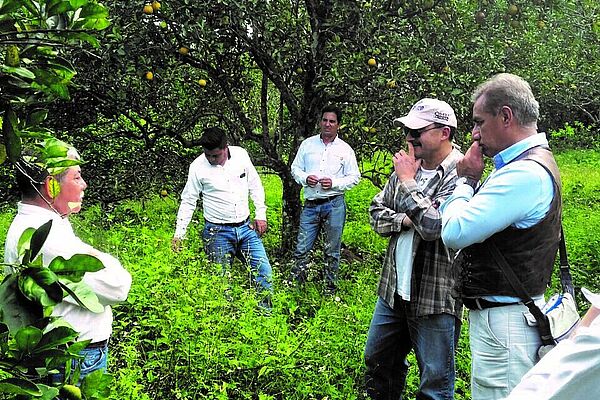 People on citrus plantation