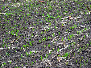 Praxisversuch: reduzierte Bodenbearbeitung (links) und Pflug (rechts) vor der Unkrautregulierung.