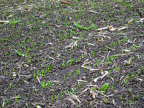 Jeunes plantes de blé