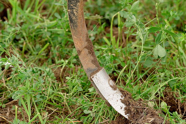 Zinke eines Bodenbearbeitungsgeräts in Kleegrasfeld.