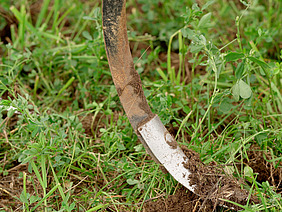 Zinke eines Bodenbearbeitungsgeräts in Kleegrasfeld.